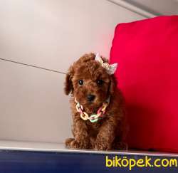 Pufuduk Toy Poodle Wc Eğitimli Pasaportlu Irk Ve Sağlık Garantil 3
