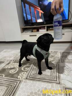 Pug 1 Yaşında Siyah 5