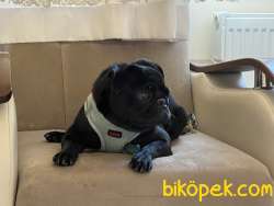 Pug 1 Yaşında Siyah 4