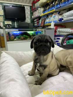 Pug 4