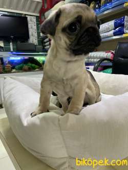 Pug 1