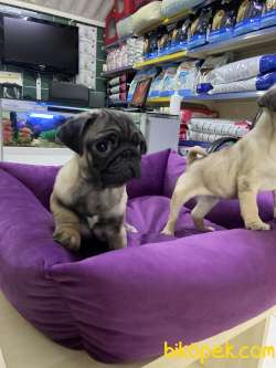 Pug 4