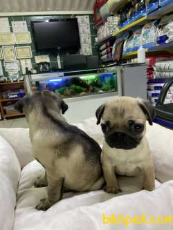 Pug 1