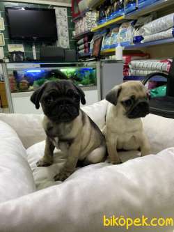Pug 2