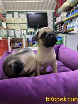 Pug 4