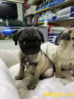 Pug 3