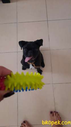 PUG 5 aylık temel eğitimi var 1