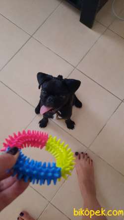 PUG 5 aylık temel eğitimi var 3