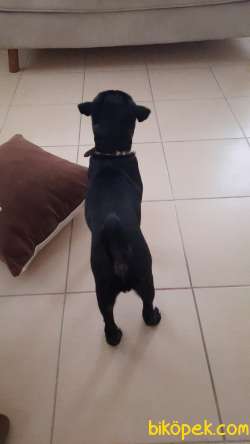 PUG 5 aylık temel eğitimi var 2