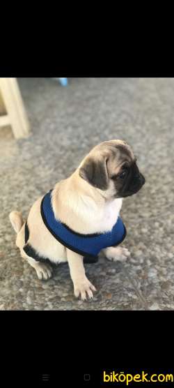 Pug Acil Sahiplendirilecek 2