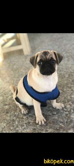 Pug Acil Sahiplendirilecek 1