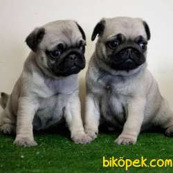 PUG BEBEKLERİMİZ 1