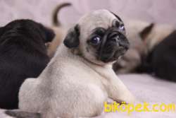 PUG BEBEKLERİMİZ 5