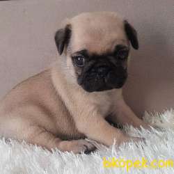 PUG BEBEKLERİMİZ 4