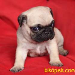PUG BEBEKLERİMİZ 2