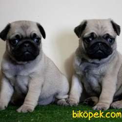 PUG BEBEKLERİMİZ 3