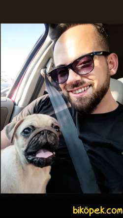 Pug Mobs 3