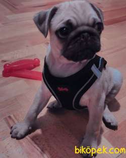 Pug Mobs 1