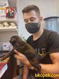 Pug Mobs Yavrumuz Siyah 50 Günlük Dişi Yavrumuz . 3
