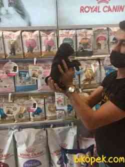 Pug Mobs Yavrumuz Siyah 50 Günlük Dişi Yavrumuz . 1