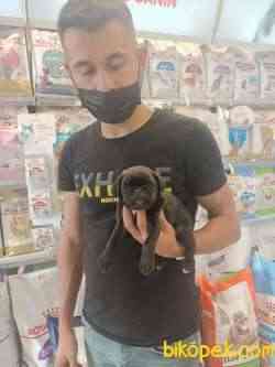 Pug Mobs Yavrumuz Siyah 50 Günlük Dişi Yavrumuz . 2