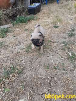 Pug Mops 1