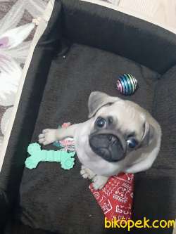 Pug Mops 2