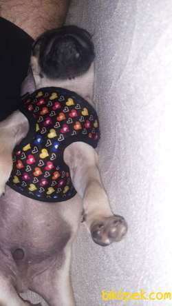 Pug Mops 3