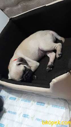 Pug Mops 4
