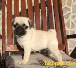 Pug Mops Yavrular 3