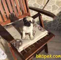 Pug Mops Yavrular 2