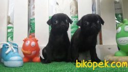 Pug Mops Yavruları 2