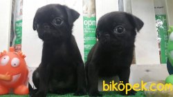 Pug Mops Yavruları 1