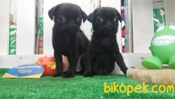 Pug Mops Yavruları 4