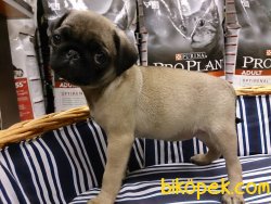 PUG MOPS YAVRULARI 2