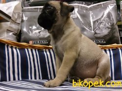 PUG MOPS YAVRULARI 5