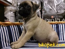 PUG MOPS YAVRULARI 2
