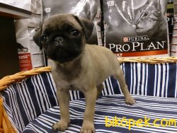 PUG MOPS YAVRULARI 1