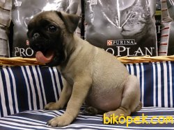 PUG MOPS YAVRULARI 3
