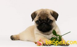 Pug Mops Yavruları 1