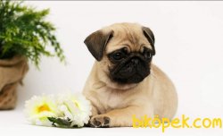 Pug Mops Yavruları 3