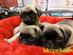 Pug  Mops Yavruları 2