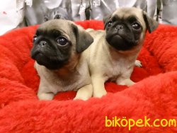 Pug  Mops Yavruları 3