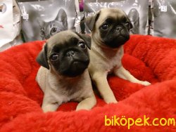 Pug  Mops Yavruları 4