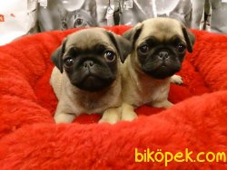 Pug  Mops Yavruları 1