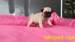 PUG MOPS YAVRULARI 3
