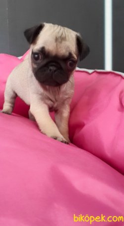 PUG MOPS YAVRULARI 4
