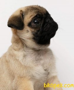 PUG MOPS YAVRULARI 5