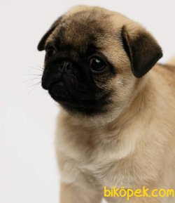 PUG MOPS YAVRULARI 1