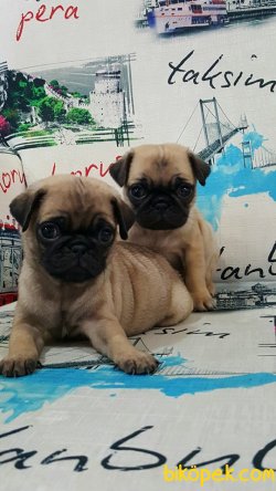 PUG MOPS YAVRULARI 5